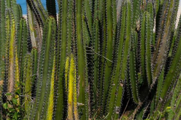 Achtergrondcactus Doorn Cactus Textuur Achtergrond — Stockfoto