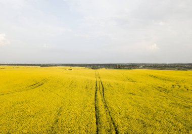 Bulutlu bir günde havadan görünümü güzel sarı çiçekli parlak tecavüz alanlarının. Sonsuz kolza tohumu alan. Sarı kolza tohumu alanları. Tarım.