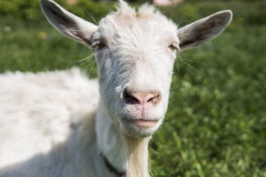 Yakın çekim yeşil mera sahaya güneşli bir günde otlatma uzun sakallı bir zincir üzerinde beyaz komik keçi. Tarım. Ukraynalı keçi.