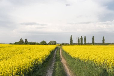Sonsuz kolza tohumu alan yolda. Tecavüz alan. Sarı kolza tohumu alanlar ve bulutlu mavi gökyüzü bulutlu havalarda synny. Tarım.