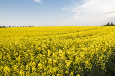Sonsuz kolza tohumu alan. Tecavüz alan. Sarı kolza tohumu alanlar ve mavi gökyüzü güneşli hava bulutlu. Tarım.