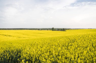 Sonsuz kolza tohumu alan. Tecavüz alan. Sarı kolza tohumu alanlar ve bulutlu gökyüzü bulutlu. Tarım.