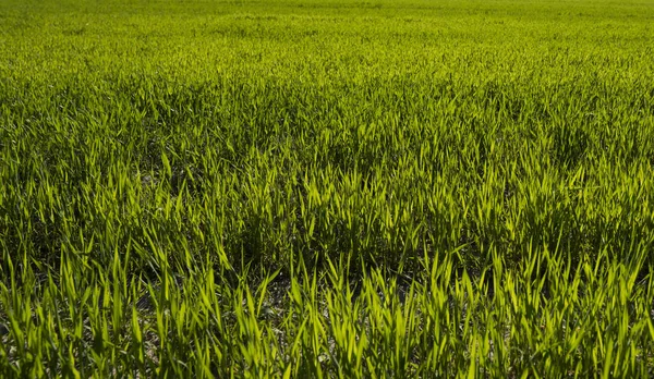 Zöld csírázó rozs mezőgazdasági területen a tavaszi napsütésben. Rozs hajtások. — Stock Fotó
