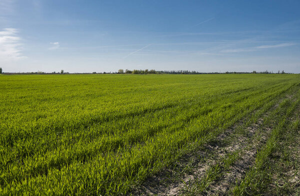 Panorama view of green sprouting rye agricultural field on spring sunny day with blue sky. Sprouts of rye.