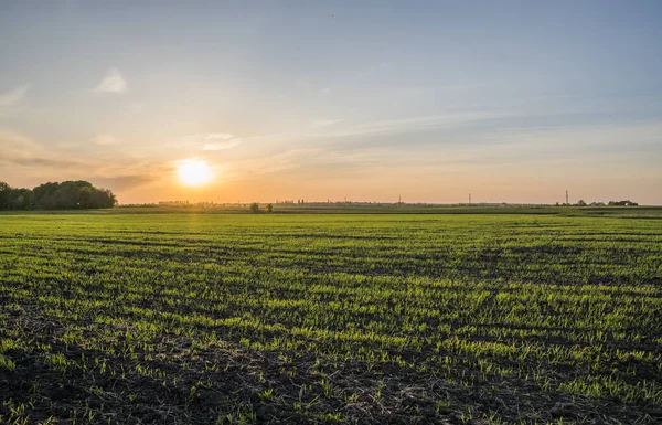 Panorama view of green sprouting rye agricultural field in spring in sunset. Sprouts of rye.