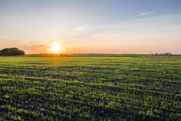 Panorama view of green sprouting rye agricultural field in spring in sunset. Sprouts of rye.