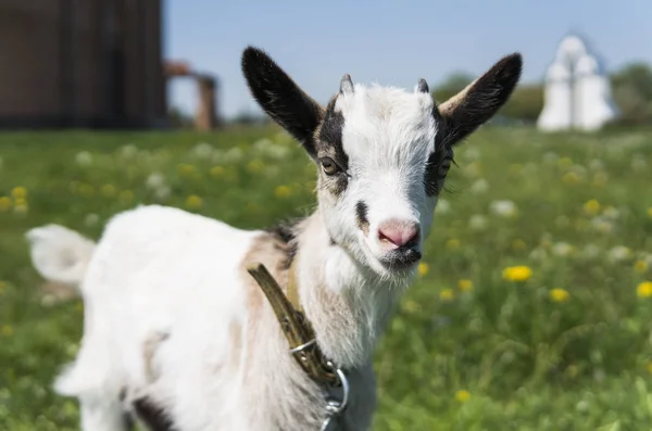 Close up black and white baby goat on a chain against grass flowers building on a background. White ridiculous kid is grazed on a farm, on a green grass. Animal. Agriculture. Pasture.