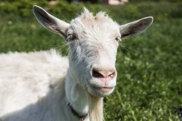 Yakın çekim yeşil mera sahaya güneşli bir günde otlatma uzun sakallı bir zincir üzerinde beyaz komik keçi. Tarım. Ukraynalı keçi.