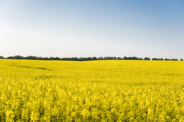 Sonsuz kolza tohumu alan. Tecavüz alan. Sarı kolza tohumu alanlar ve mavi gökyüzü güneşli hava bulutlu. Tarım.