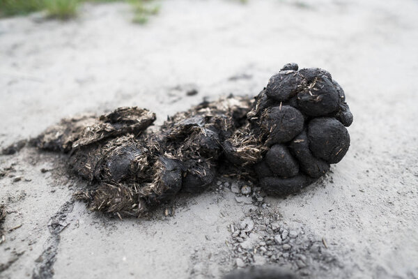 Big pile of horse manure on a sand road. A pile of fresh and smelly horse manure on a dirt road. Droppings on a street. Natural fertilizer.