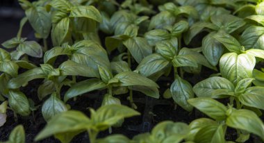 Basils organik yeşil yaprakları büyüyen kapatın. Sağlıklı diyet gıda microelements Selüloz ve vitaminler açısından zengin. Vejeteryan. bitkisel diyet. Mutfak pişirme restoran ve kafe.