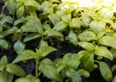 Basils organik yeşil yaprakları büyüyen kapatın. Sağlıklı diyet gıda microelements Selüloz ve vitaminler açısından zengin. Vejeteryan. bitkisel diyet. Mutfak pişirme restoran ve kafe.