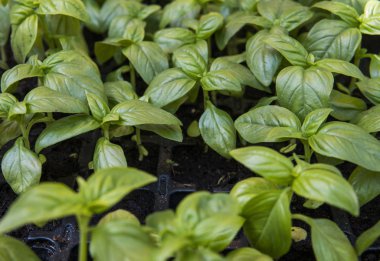 Basils organik yeşil yaprakları büyüyen kapatın. Sağlıklı diyet gıda microelements Selüloz ve vitaminler açısından zengin. Vejeteryan. bitkisel diyet. Mutfak pişirme restoran ve kafe.