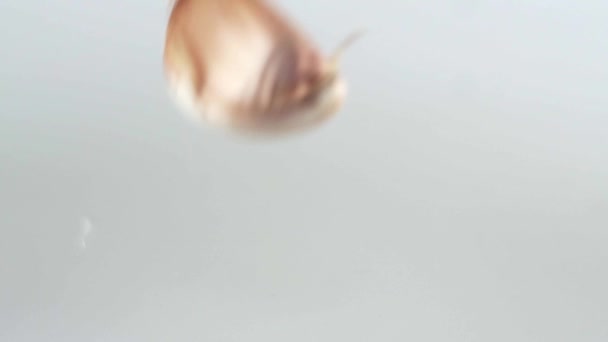 Shot of many pieces of garlic falling down on a white table with white background. — Stock Video