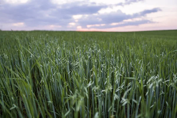 Green oat ears of wheat growing in the field in evening suset sky. Agriculture. Nature product.
