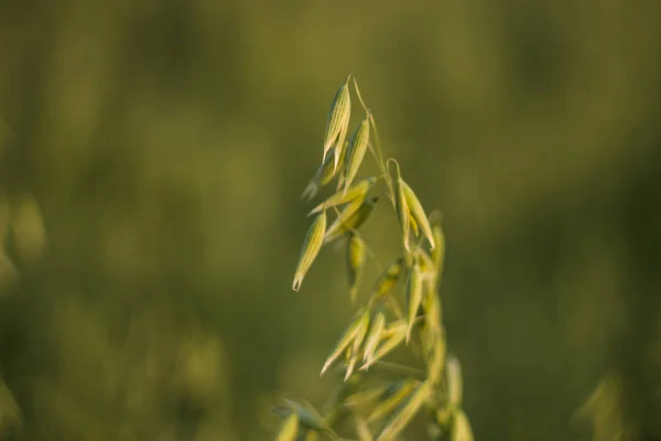 Закройте на зеленые овсяные колосья пшеницы, растущие в поле в солнечный день. Сельское хозяйство Природный продукт . — стоковое фото