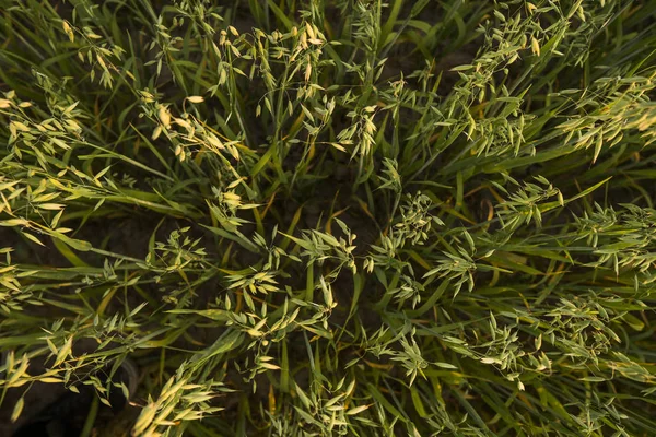 Cerca de una avena verde espigas de trigo que crecen en el campo en el día soleado. Agricultura. Producto de naturaleza . — Foto de Stock