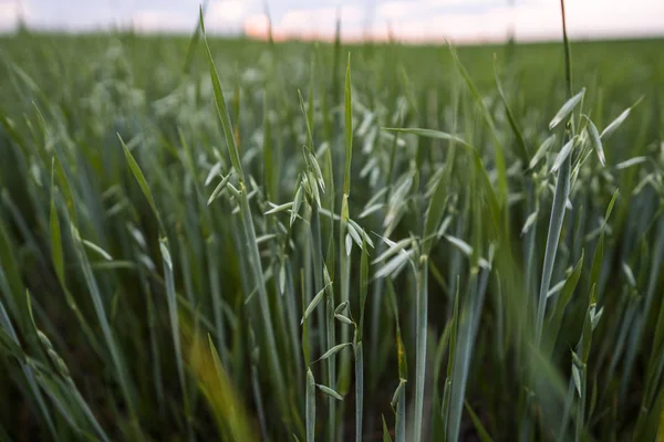 Hojas de avena verde de trigo creciendo en el campo en el cielo suset tarde. Agricultura. Producto de naturaleza . —  Fotos de Stock