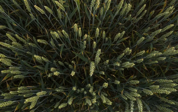 Cerca de las espigas de trigo verde joven en un hermoso campo. Trigo maduro de espigas. Agricultura. Producto natural . — Foto de Stock