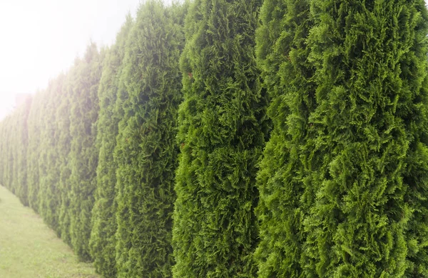 Yeşil çit mazı ağaçlarının. Yeşil çit TUI ağacının. Doğa, arka plan. — Stok fotoğraf