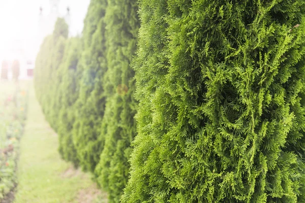 Green hedge of thuja trees. Green hedge of the tui tree. Nature, background. — Stock Photo, Image