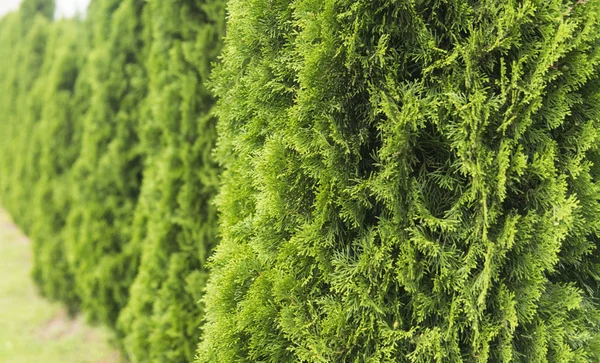 Cobertura verde de árboles de thuja. Cobertura verde del tui. Naturaleza, antecedentes . —  Fotos de Stock