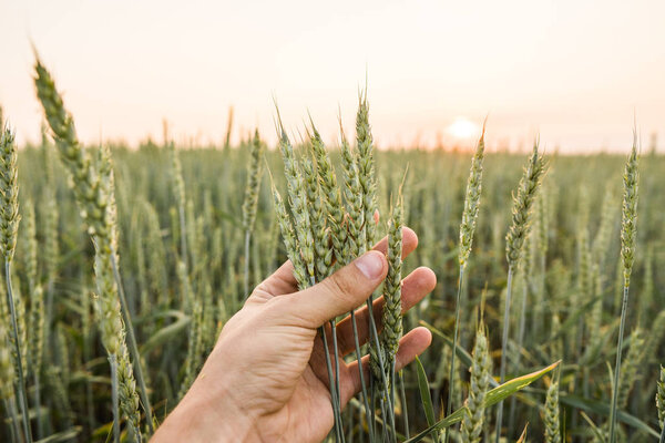 Крупный план человека, касающегося рук, держащего в руках посевы, молодые зеленые колосья пшеницы на поле на закате. Ближе к прекрасному полю. Созревает пшеница для ушей. Сельское хозяйство Естественный продукт
.