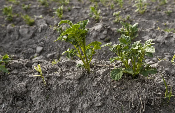 Nahaufnahme einer Kartoffelpflanze auf einem grünen Feld mit Kartoffelpflanzen in einer Reihe. Landwirtschaft. Wachstum. Bio-Naturprodukt. — Stockfoto