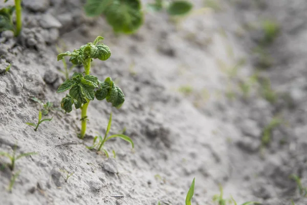 Młodych ziemniaków na pokrycie gleby. Roślina zbliżenie. Zielone pędy roślin młodych ziemniaków, wyrastające z gliny na wiosnę. — Zdjęcie stockowe