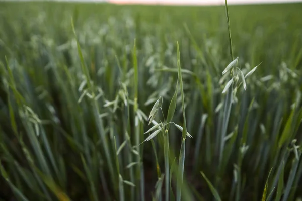 Grüne Haferähren, die am Abendhimmel auf dem Feld wachsen. Landwirtschaft. Naturprodukt. — Stockfoto