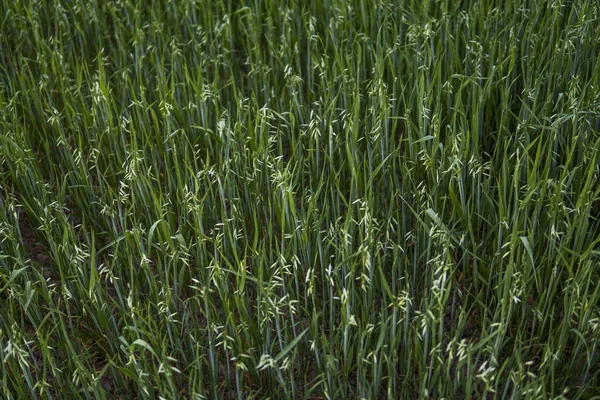 Hojas de avena verde de trigo creciendo en el campo en el cielo suset tarde. Agricultura. Producto de naturaleza . — Foto de Stock