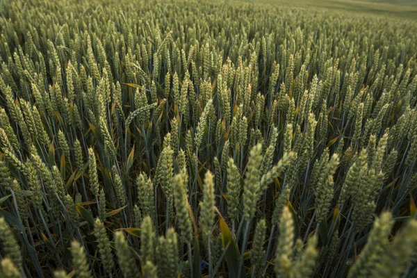 Cerca de las espigas de trigo verde joven en un hermoso campo. Trigo maduro de espigas. Agricultura. Producto natural . — Foto de Stock