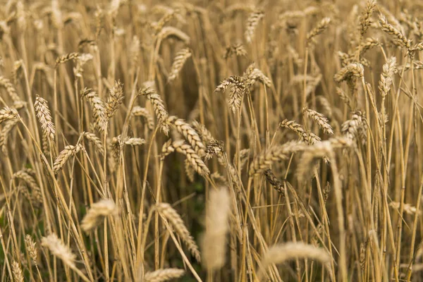 Złotych kłosów pszenicy w dziedzinie walki z pochmurnego nieba. Rolnictwa. Uprawa pszenicy. Dojrzewające kłosy pszenicy. Rolnictwa. Produkt naturalny. — Zdjęcie stockowe