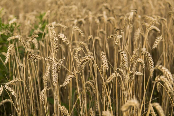 Pere d'oro di grano sul campo contro cielo nuvoloso. Agricoltura. Coltivazione di grano. Stagionatura del grano. Agricoltura. Prodotto naturale . — Foto Stock