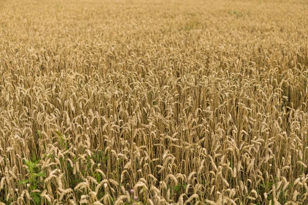 Hojas Doradas Trigo Campo Contra Cielo Nublado Agricultura Cultivo Trigo —  Fotos de Stock