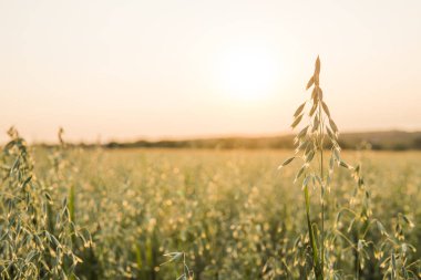 Güneşli bir günde alanında büyüyen buğday yeşil yulaf kulaklara kapatın. Tarım. Doğa ürün.