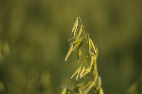 Закройте на зеленые овсяные колосья пшеницы, растущие в поле в солнечный день. Сельское хозяйство Природный продукт . — стоковое фото