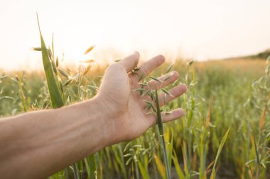 Adam elini tutarak bitkileri, günbatımı alanında genç yeşil yulaf kulaklara dokunmadan Close-up. Güzel bir sahada kapatın. Yulaf kulakları olgunlaşma. Tarım. Doğal ürün.