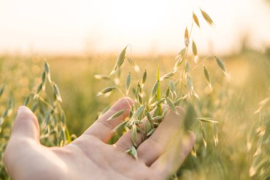 Adam elini tutarak bitkileri, günbatımı alanında genç yeşil yulaf kulaklara dokunmadan Close-up. Güzel bir sahada kapatın. Yulaf kulakları olgunlaşma. Tarım. Doğal ürün.