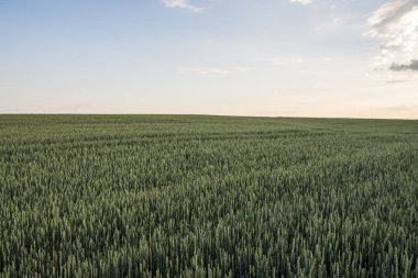 Günbatımı gökyüzü akşam ile genç yeşil buğday alan. Olgunlaşma kulakları buğday. Tarım. Doğal ürün. Agricaltural peyzaj.