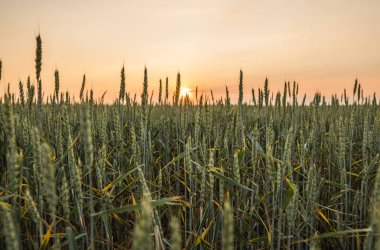 Genç günbatımı gökyüzü akşam ile güzel bir alan kulaklara buğday yeşil. Olgunlaşma kulakları buğday. Tarım. Doğal ürün.