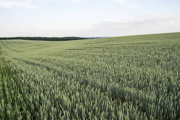 Mladé zelené pšenice pole s večerním západu slunce na obloze. Zrání uši pšenice. Zemědělství. Přírodní produkt. Zemědělských krajina. — Stock fotografie