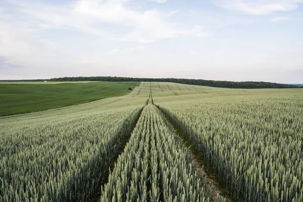 Mladé zelené pšenice pole s večerním západu slunce na obloze. Zrání uši pšenice. Zemědělství. Přírodní produkt. Zemědělských krajina. — Stock fotografie