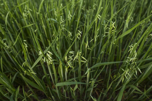 Közelről egy zöld zab fülek, búza termesztés terén. A mezőgazdaság. Termék jellege. — Stock Fotó