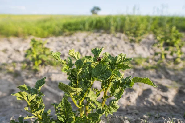 Junge Kartoffel auf Bodendecker. Pflanzen aus nächster Nähe. die grünen Triebe junger Kartoffelpflanzen, die im Frühjahr aus dem Lehm sprießen. — Stockfoto