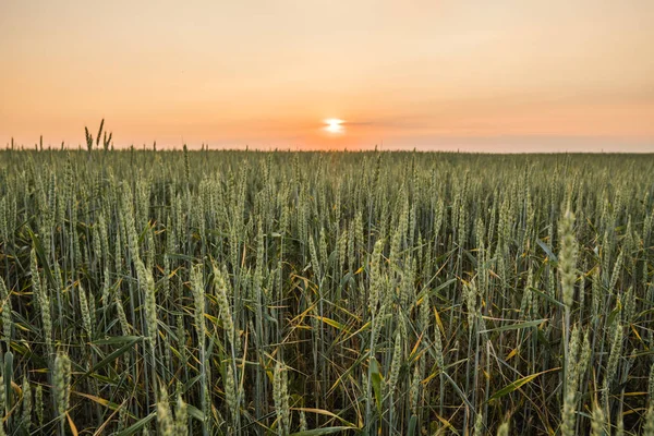 Giovani spighe di grano verde su un bellissimo campo con cielo serale al tramonto. Stagionatura del grano. Agricoltura. Prodotto naturale . — Foto Stock