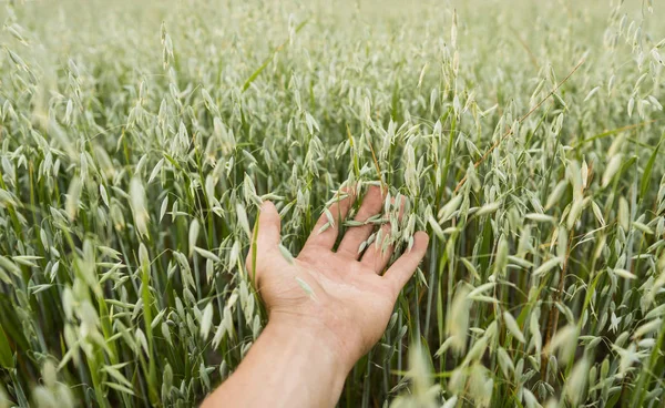 特写的男子手触摸持有作物, 年轻的绿色燕麦耳朵在田野上日落。关闭在一个美丽的领域。燕麦的成熟耳朵。农业。天然产品. — 图库照片#