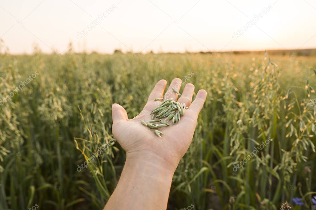 Close-up of man hand with a seeds of young green oat ears on a field in sunset. Close up on a beautiful field. Ripening ears of oats. Agriculture. Natural product.