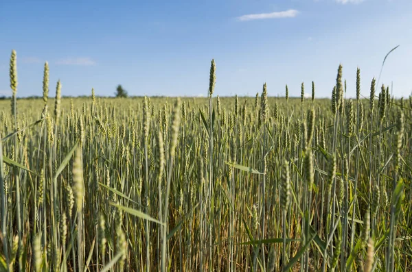 Genç yeşil buğday tarlası. Olgun kulaklı buğday. Tarım. Doğal ürün. Tarım arazisi.