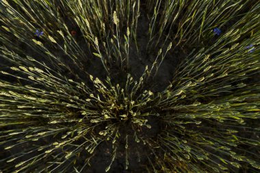 Genç yeşil buğday tarlası. Olgun kulaklı buğday. Tarım. Doğal ürün. Tarım arazisi.